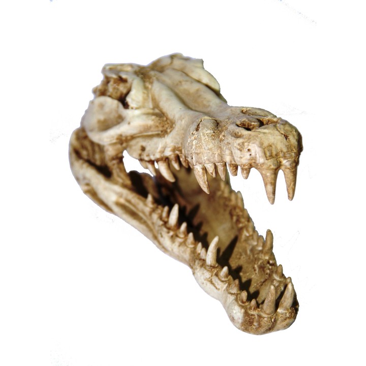 crane de croco pour terrarium (1524),decoration pour terrarium crane de croco  (1517),decoration pour reptile crane de croco  (1
