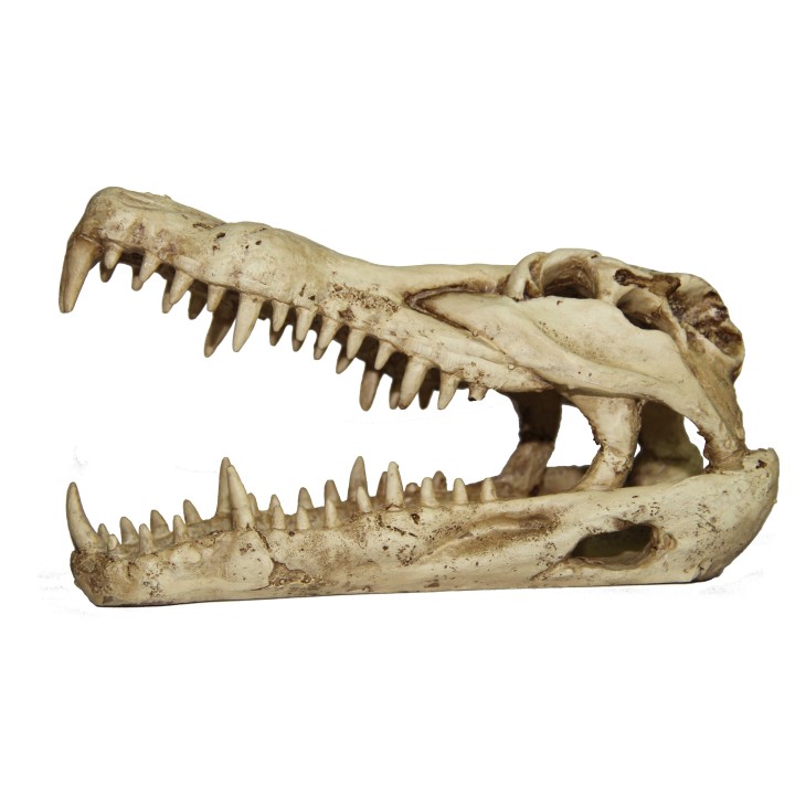 crane de croco pour terrarium (1524),decoration pour terrarium crane de croco  (1517),decoration pour reptile crane de croco  (1