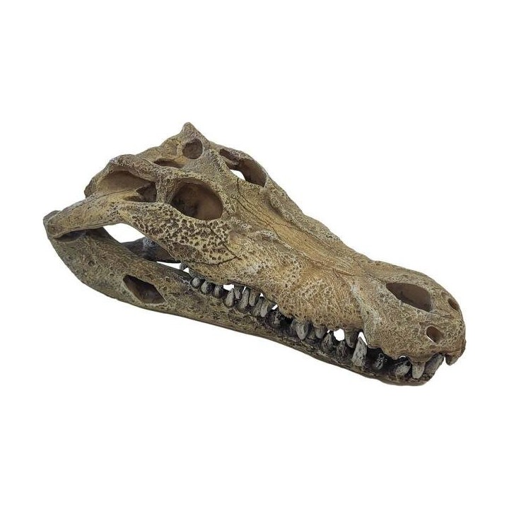 crane de crocodile l pour aquarium de repto r5100360 (3899),crane de crocodile l pour decorer un terrarium de repto r5100360 (39