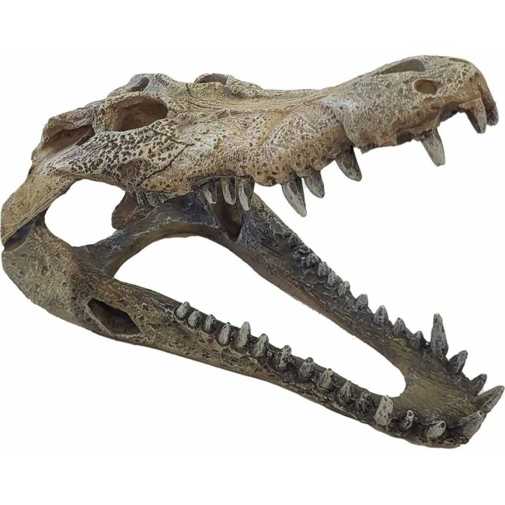 crane de crocodile l pour aquarium de repto r5100360 (3899),crane de crocodile l pour decorer un terrarium de repto r5100360 (39