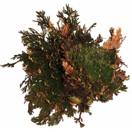 plante vivante rose de jericho de lucky reptile  (3598),plante eternel rose de jericho de lucky reptile  (3596),rose de jericho