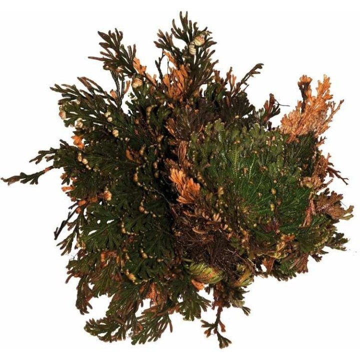 plante vivante rose de jericho de lucky reptile  (3598),plante eternel rose de jericho de lucky reptile  (3596),rose de jericho
