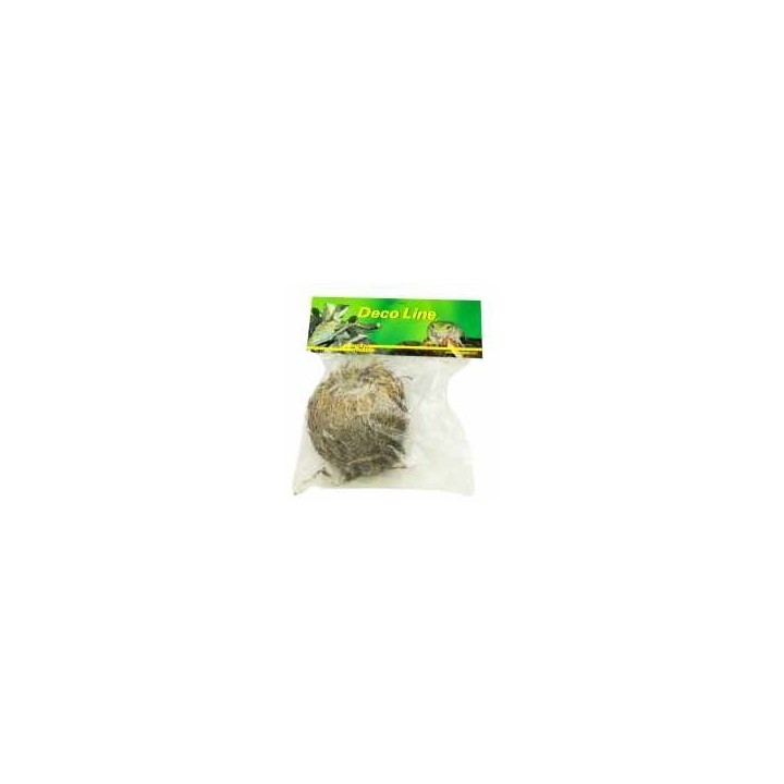 plante vivante rose de jericho de lucky reptile  (3598),plante eternel rose de jericho de lucky reptile  (3596),rose de jericho