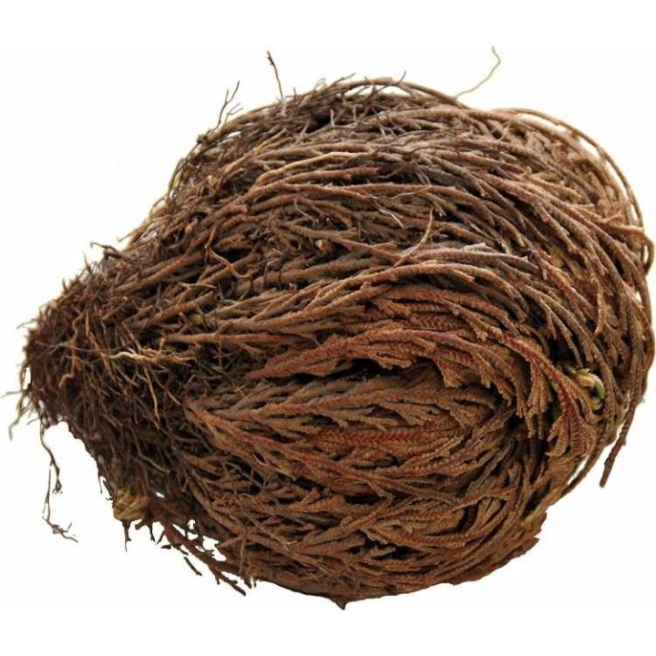 plante vivante rose de jericho de lucky reptile  (3598),plante eternel rose de jericho de lucky reptile  (3596),rose de jericho