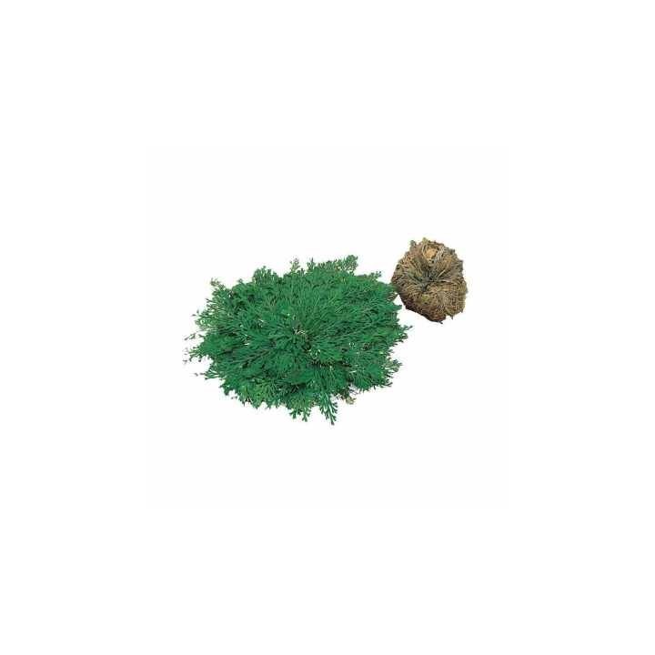plante vivante rose de jericho de lucky reptile  (3598),plante eternel rose de jericho de lucky reptile  (3596),rose de jericho