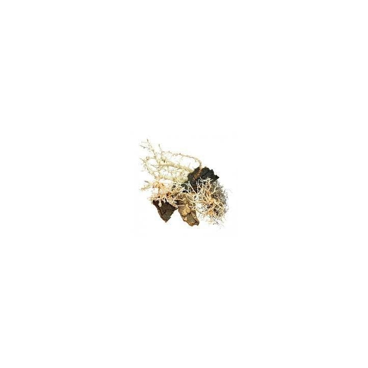 decoratio pour terrariumn life experience deco set desert de lucky reptile  (2242),decoration life experience deco set desert de