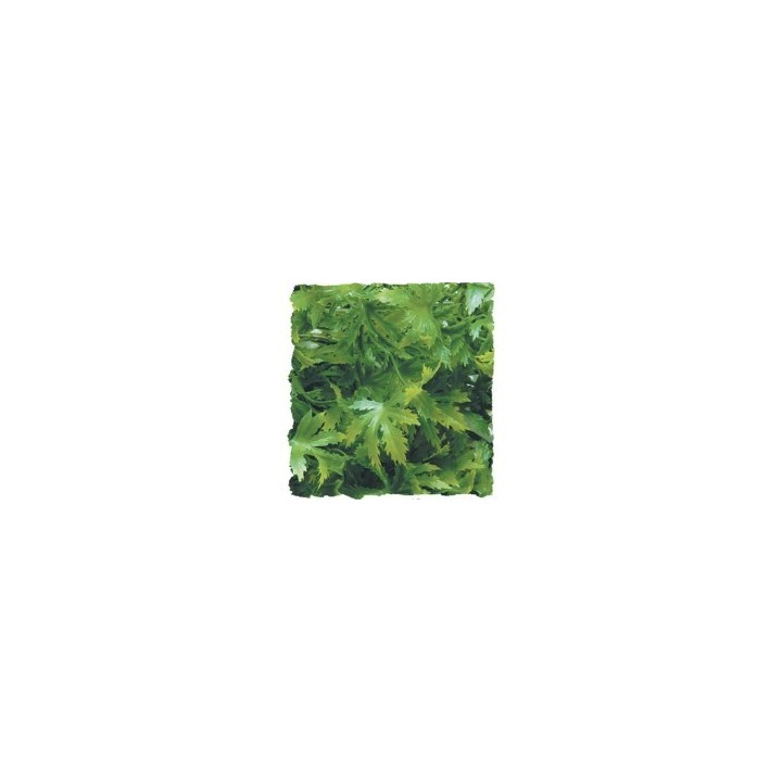 plantes artificielles zoomed medium de zoomed bu-20 (1683),plantes artificielles zoomed medium de zoomed bu-20 (1684),plantes ar