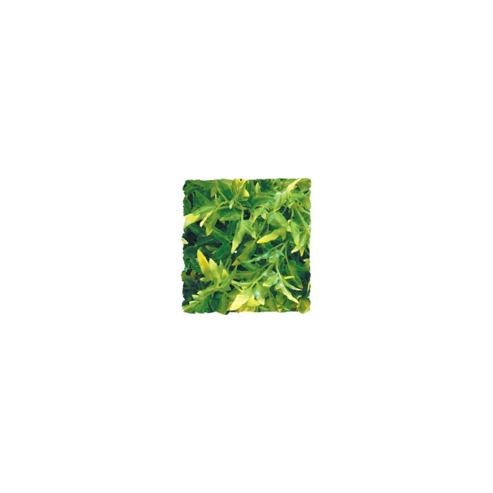 plantes artificielles zoomed medium de zoomed bu-20 (1683),plantes artificielles zoomed medium de zoomed bu-20 (1684),plantes ar