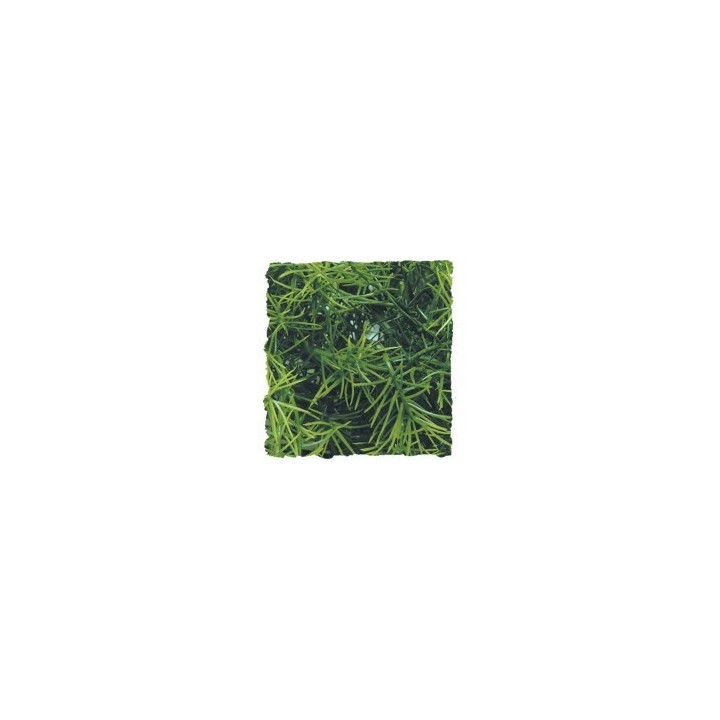 small zoomed plants de zoomed bu-10 (1673),small zoomed plants de zoomed bu-10 (1674),small zoomed plants de zoomed bu-10 (1675)