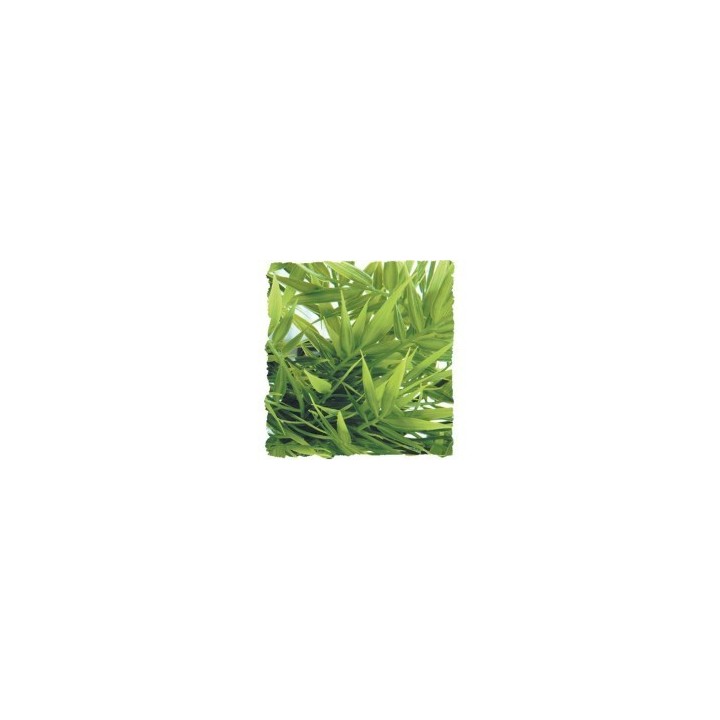 small zoomed plants de zoomed bu-10 (1673),small zoomed plants de zoomed bu-10 (1674),small zoomed plants de zoomed bu-10 (1675)