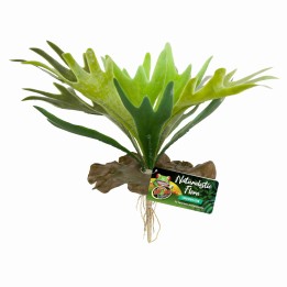 staghorn fern de zoomed bu-65 (3483)