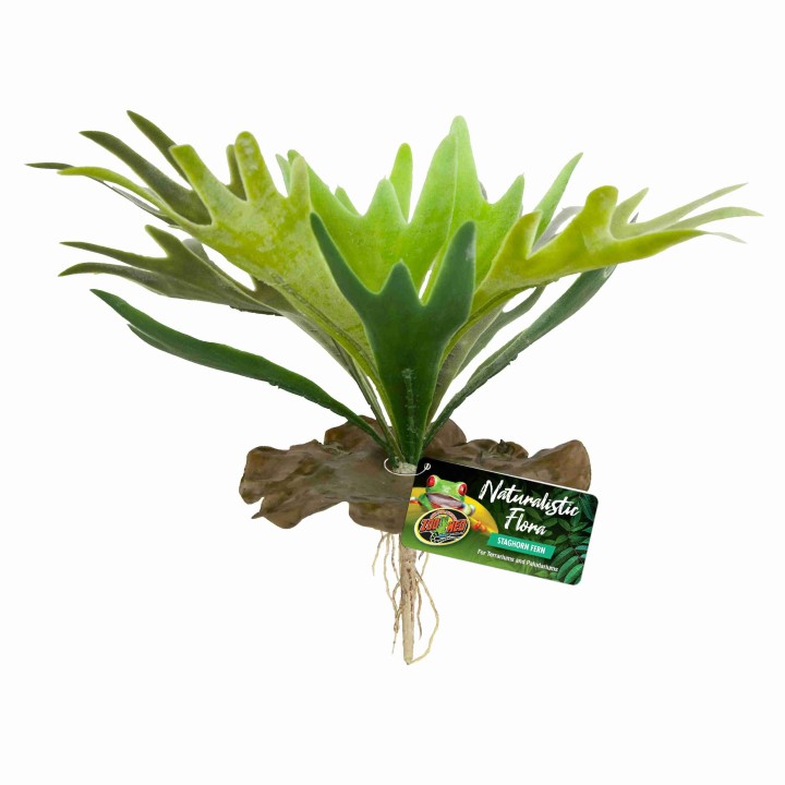 staghorn fern de zoomed bu-65 (3483)