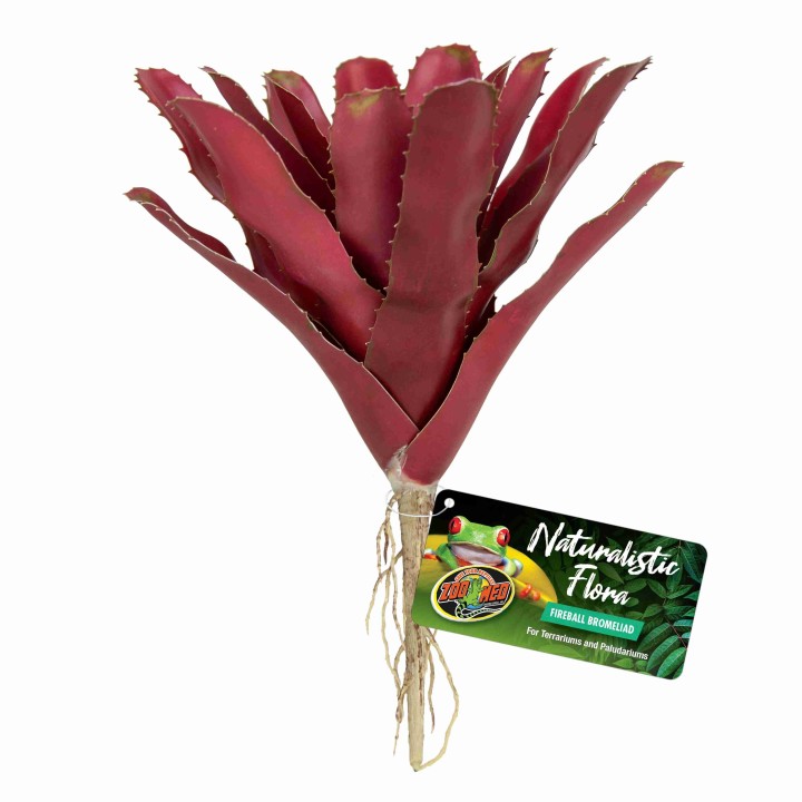 fireball bromeliad de zoomed bu-60 (3476)