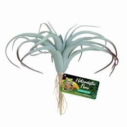 tillandsia air plant de zoomed bu-64 (3482)