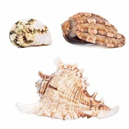 coquille pour bernard l'hermite fancy de zoomed hc-40 (2180)