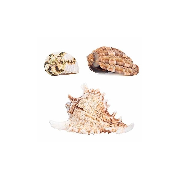 coquille pour bernard l'hermite fancy de zoomed hc-40 (2180)