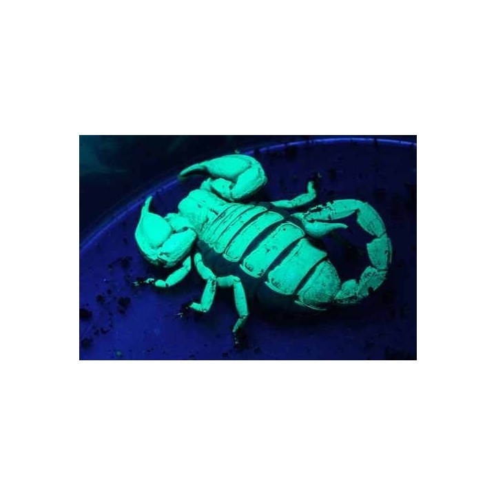 lumiere noir creatures 5w de zoomed ct-ble (1789),lumiere noir creatures 5w de zoomed ct-ble (3852)