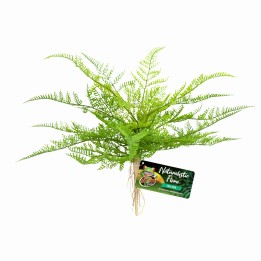 lace fern de zoomed bu-62 (3480)