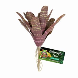 chestnut bromelia de zoomed bu-61 (3478)