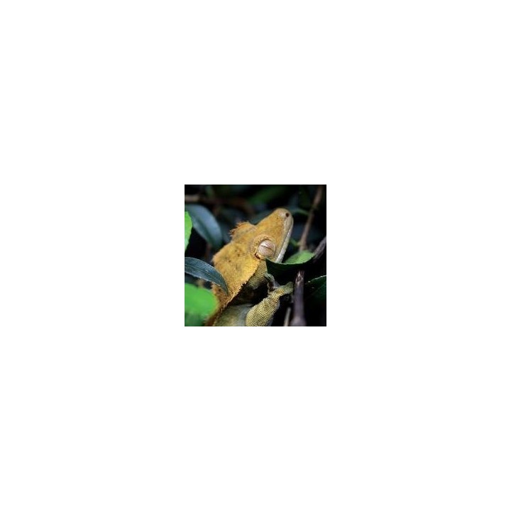 poudre pour gecko a crete arcadia earth pro stickyfoot gold de arcadia r9100095 (3472),poudre pour gecko a crete arcadia earth p
