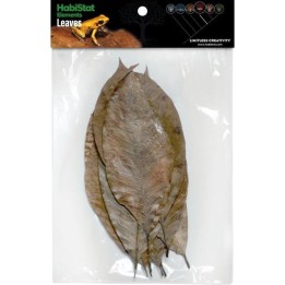 10 Feuilles d'arbre à CAOUTCHOUC Habistat (4176)