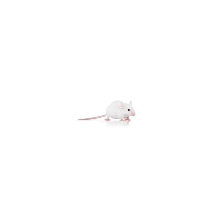 Souris Sauteuse +10g congelé pour reptiles - VentreaTerre