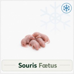 Souris Fœtus congelé pour reptiles - VentreaTerre