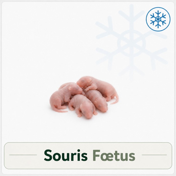 Souris Fœtus congelé pour reptiles - VentreaTerre