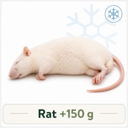 Rat +150g congelé pour reptiles - VentreaTerre