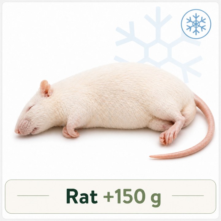 Rat +150g congelé pour reptiles - VentreaTerre