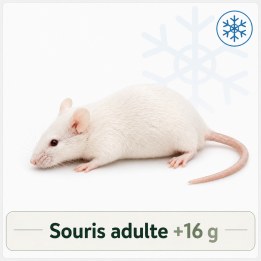 Souris adulte +16g congelé pour reptiles - VentreaTerre