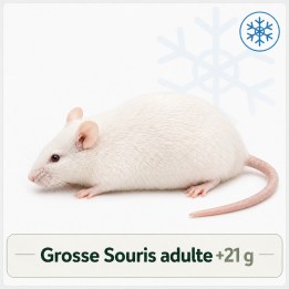 Grosse Souris adulte +21g congelé pour reptiles - VentreaTerre