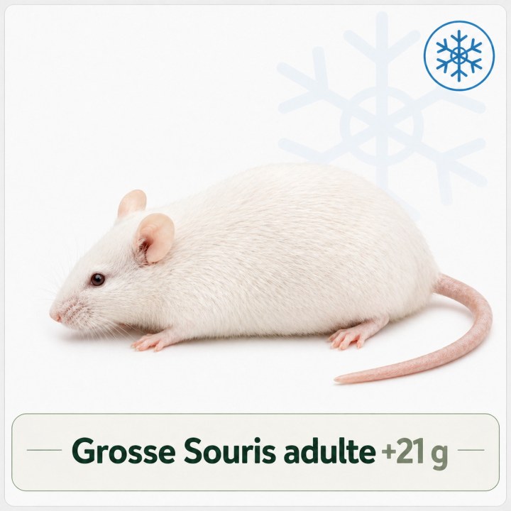 Grosse Souris adulte +21g congelé pour reptiles - VentreaTerre