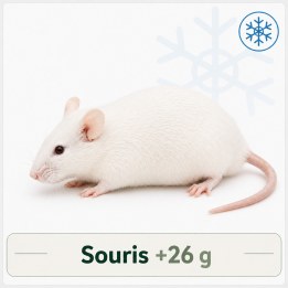 Souris +26g congelé pour reptiles - VentreaTerre