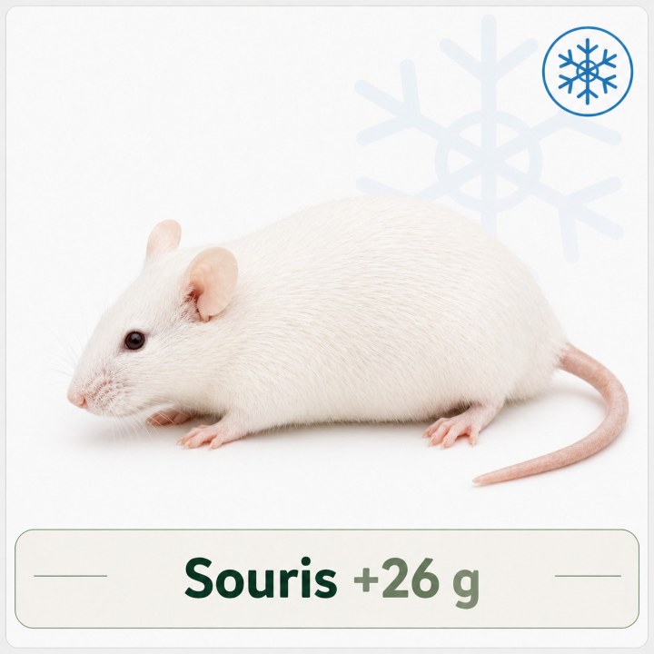 Souris +26g congelé pour reptiles - VentreaTerre