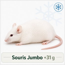 Souris Jumbo +31g congelé pour reptiles - VentreaTerre