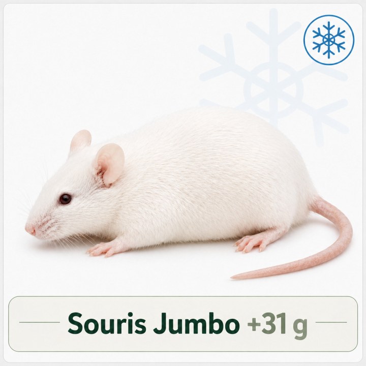 Souris Jumbo +31g congelé pour reptiles - VentreaTerre
