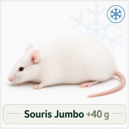 Souris Jumbo +40g congelé pour reptiles - VentreaTerre