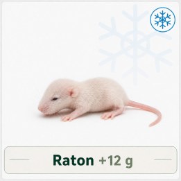 Raton +12g congelé congelé pour reptiles - VentreaTerre