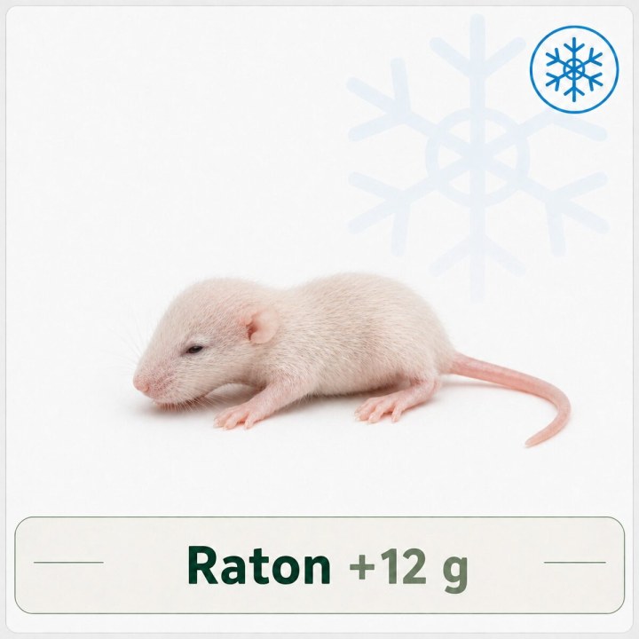 Raton +12g congelé congelé pour reptiles - VentreaTerre