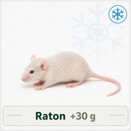 Raton +30g congelé pour reptiles - VentreaTerre