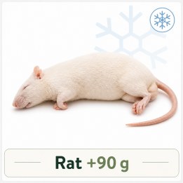 Rat +90g congelé pour reptiles - VentreaTerre