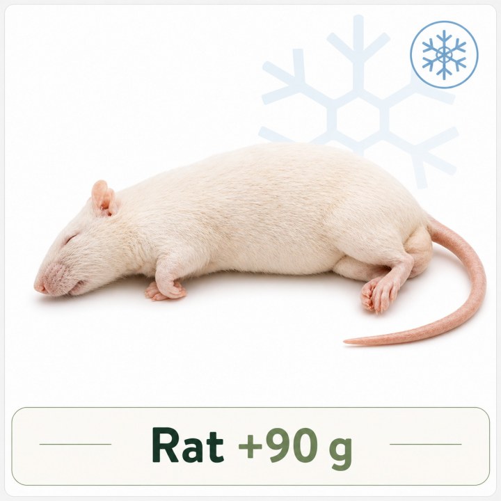 Rat +90g congelé pour reptiles - VentreaTerre