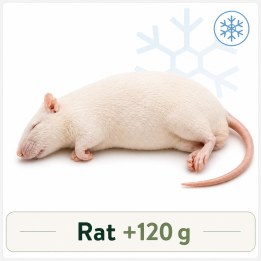Rat +120g congelé pour reptiles - VentreaTerre