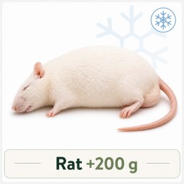 Rat +200g congelé pour reptiles - VentreaTerre