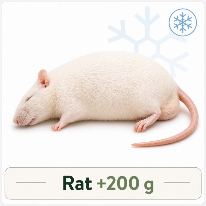 Rat +200g congelé pour reptiles - VentreaTerre