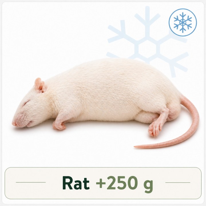 Rat +250g congelé pour reptiles - VentreaTerre