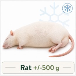 Rat +/-500g congelé pour reptiles - VentreaTerre