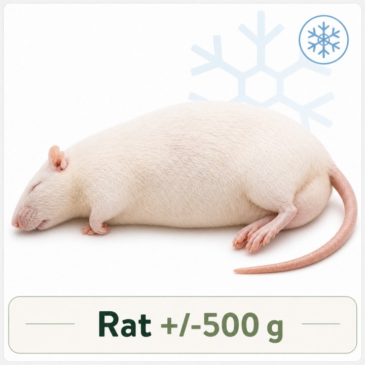 Rat +/-500g congelé pour reptiles - VentreaTerre