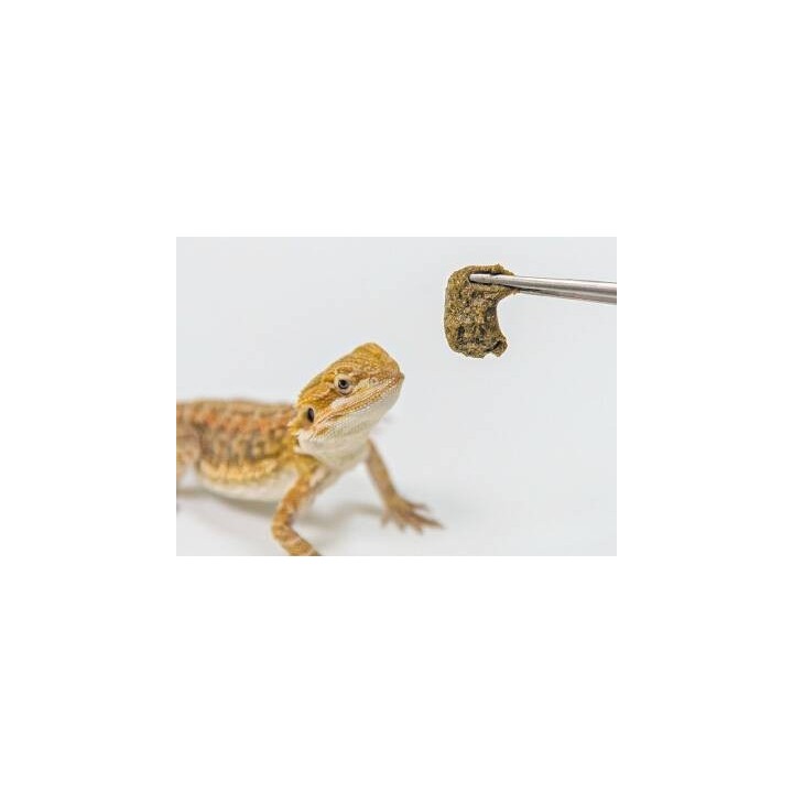 croquettes pour pogona hikari dragongel 60g de hikari reptile a3020620 (3247),hikari dragongel 60g de hikari reptile a3020620 (3